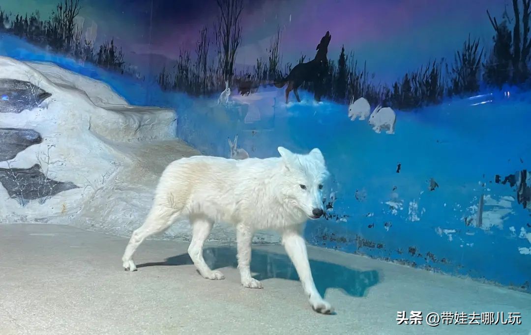 天津海昌极地海洋公园冬天营业吗,天津海昌极地海洋公园游玩攻略