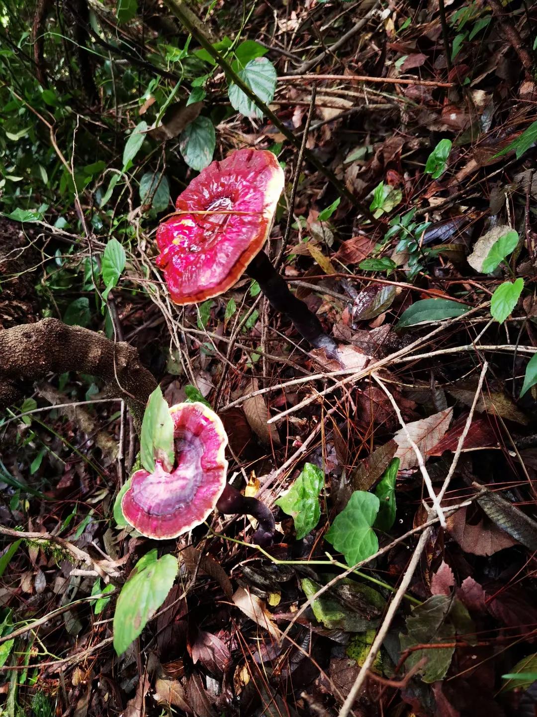 瑗胯棌鏃呮父鏅偣鎺ㄨ崘,钘忓崡椋庢櫙