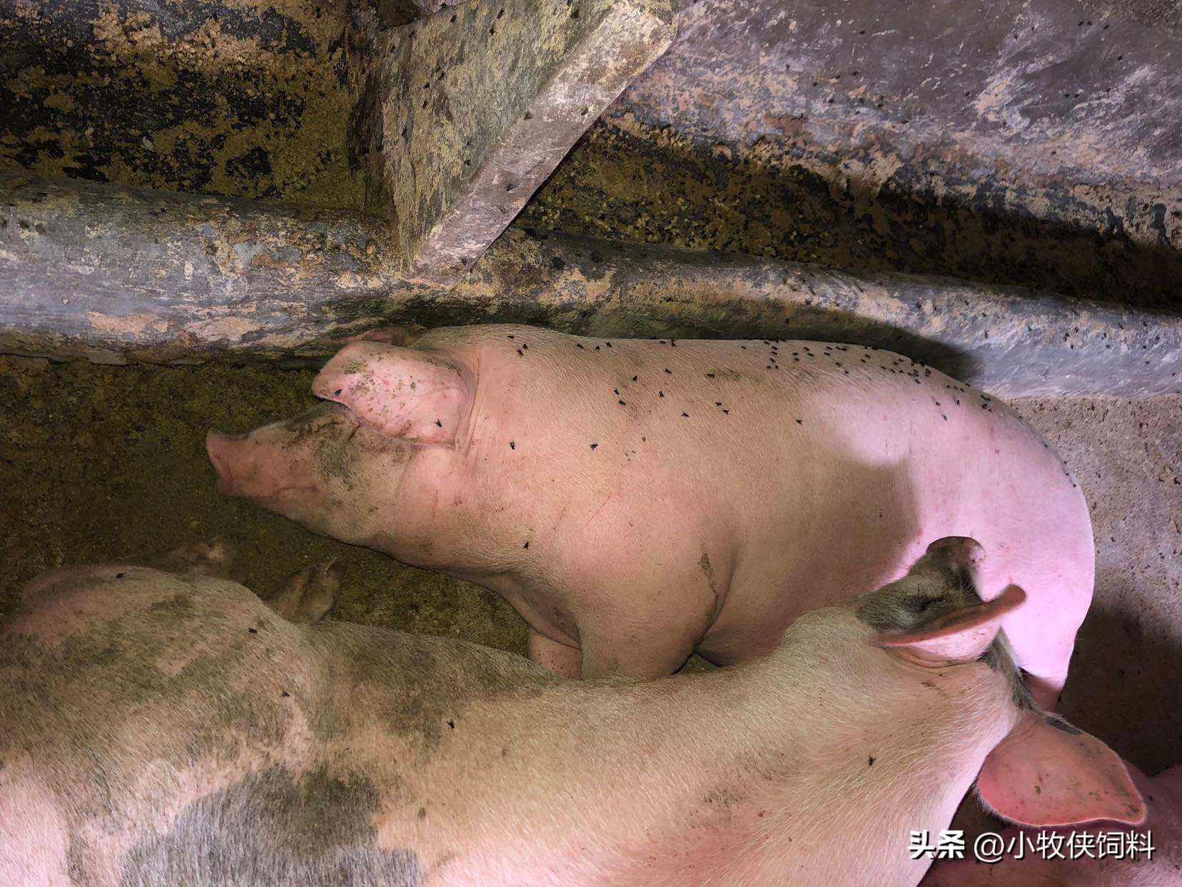 猪严重喘气用什么方法治疗,猪喘气严重怎么急救