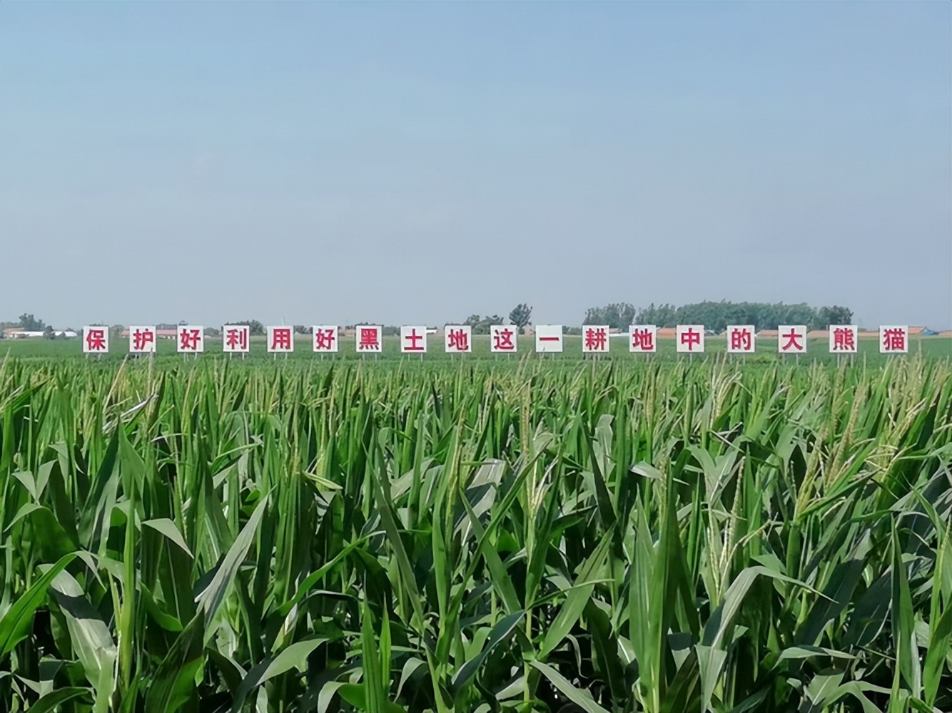 是谁在砸中国人的饭碗?400年才形成的黑土,4元一斤在网上被盗卖