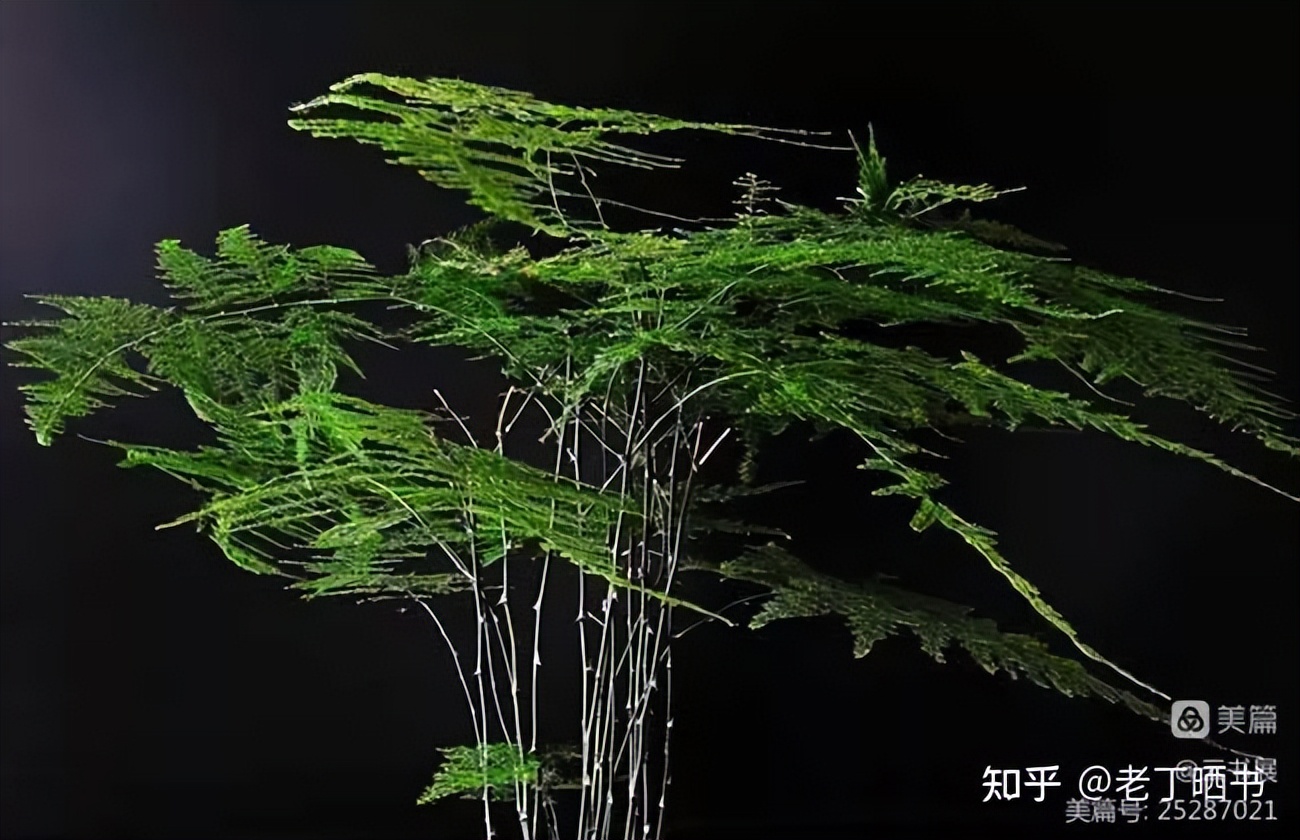 鲁迅的儿子周海婴还活着吗,鲁迅去世后他儿子周海婴多大