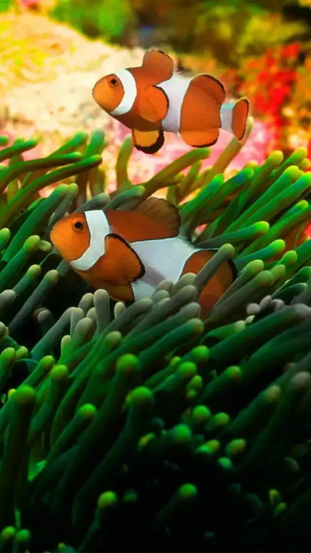 海底世界高清大图壁纸,手机动态海底世界鱼壁纸