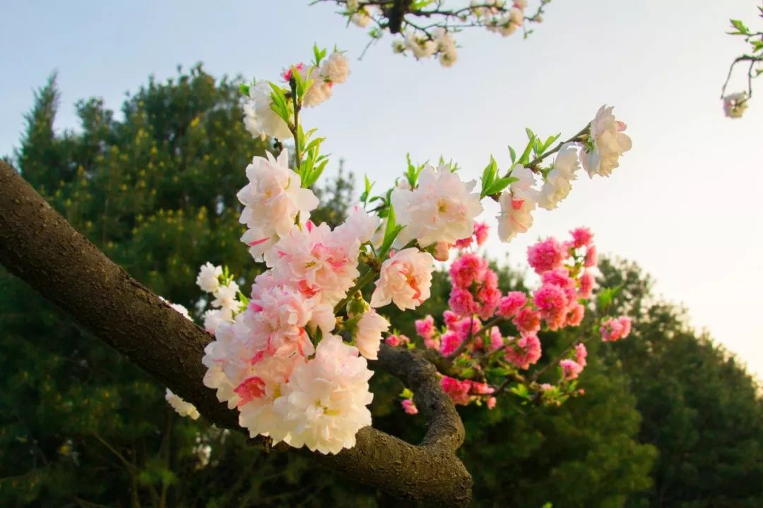 过年简短走心的古诗词,欣赏过年最经典的古诗词