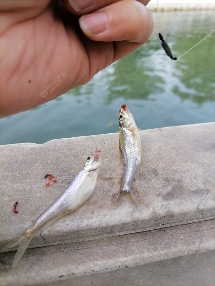 掌握这四大钓鱼技巧你也是高手,掌握这几点小窍门