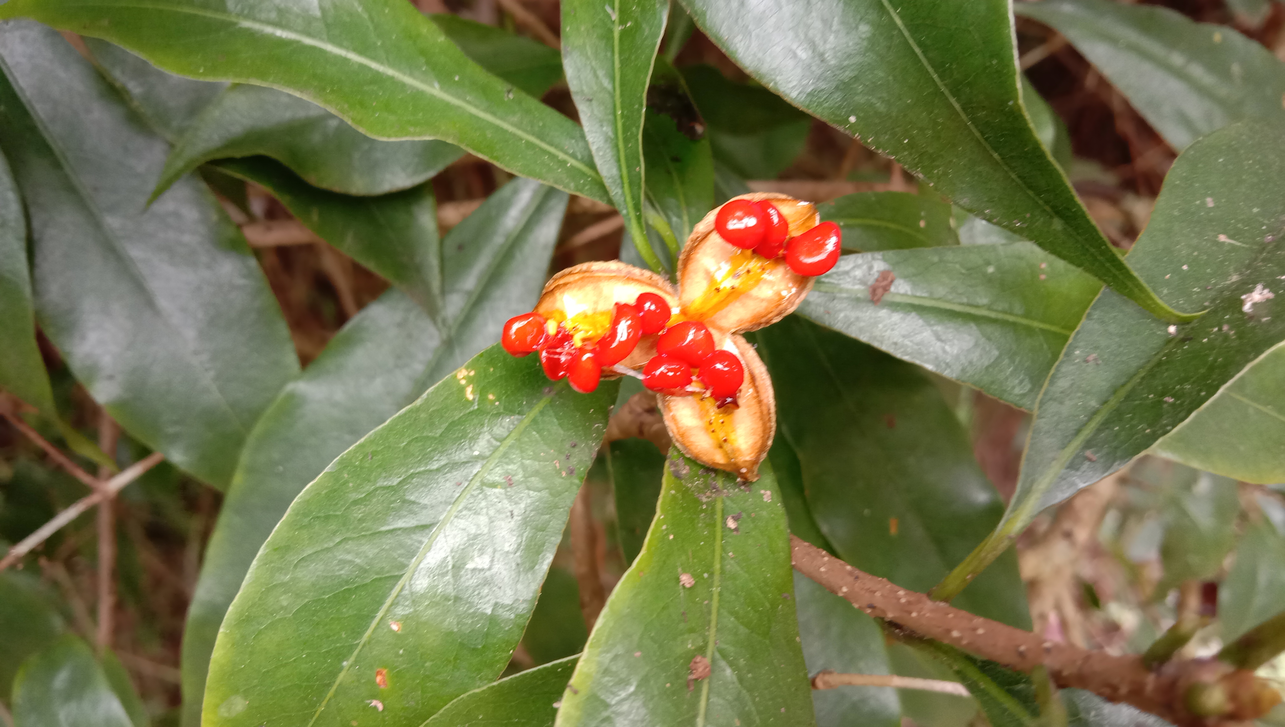 颜值这么高的崖花子没人摘，叶子煮水洗澡，解皮肤痒之痛苦