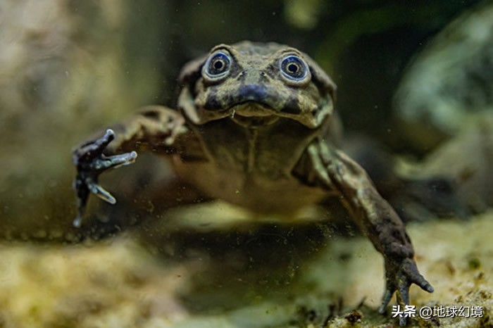 十大深海神秘巨型生物图片,天空拍到的像水母生物图