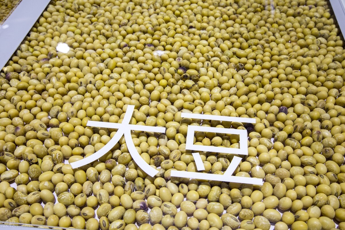 今日大豆价格东北大豆,今年的东北大豆价格是多少
