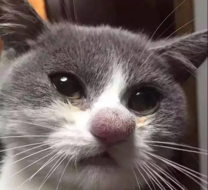 当猫猫被蜜蜂蛰了一下后,当蜜蜂蛰到狗头