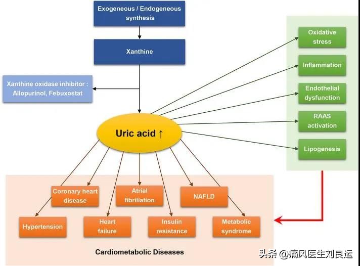 尿酸偏高无痛风症状怎么降尿酸,痛风所有尿酸升高均需降尿酸