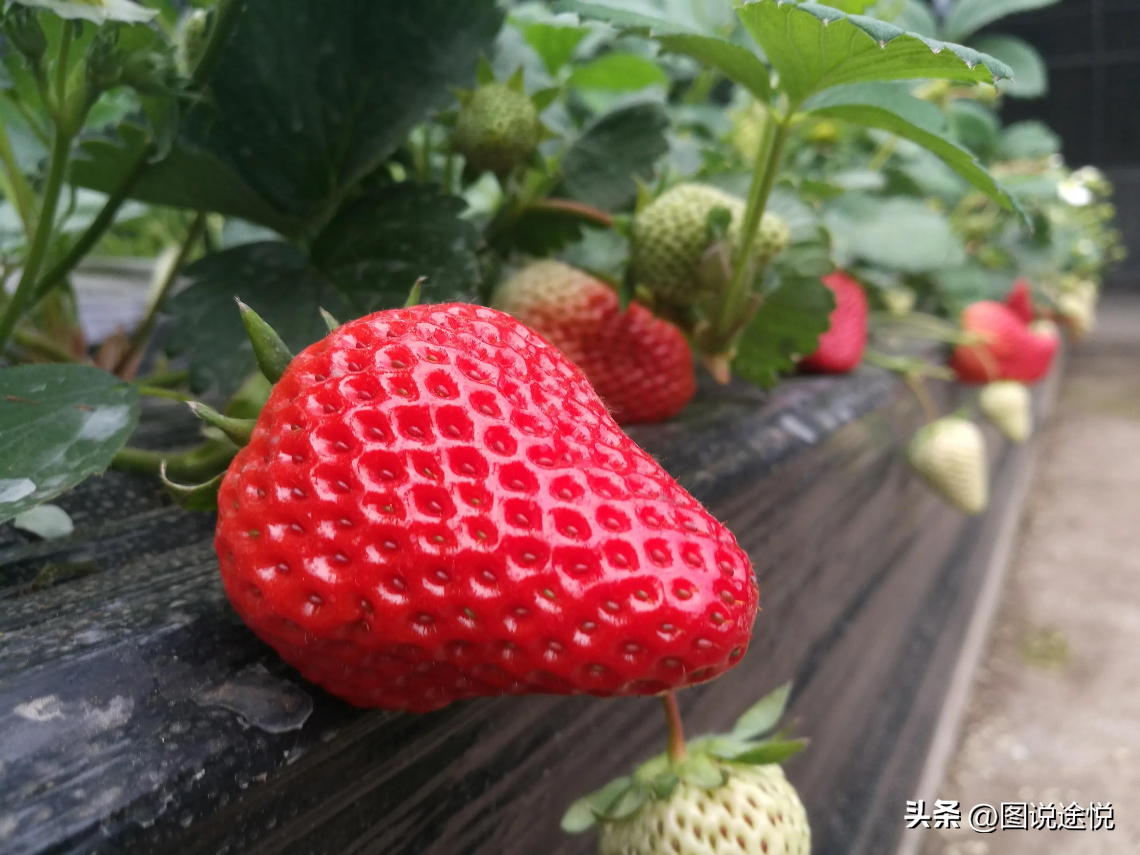 来“中国福禄考之乡”，千亩花田小镇中坐赏鲜花闲看云