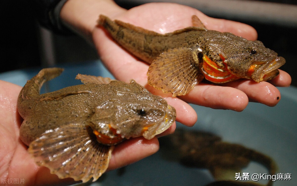 买鲈鱼雄的好还是雌的好,买鲈鱼要不要杀