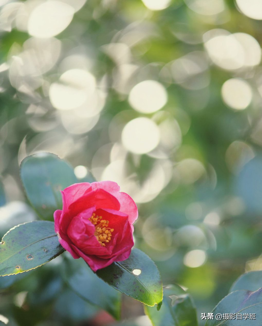 如何在夜里拍出好看的花朵照片,花朵怎么拍出好看的照片