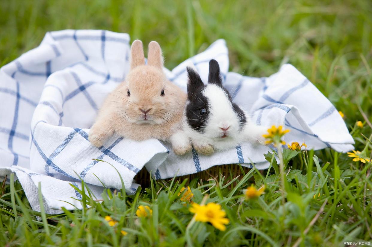 养兔必读的100个动作,两个月大的兔兔要注意什么