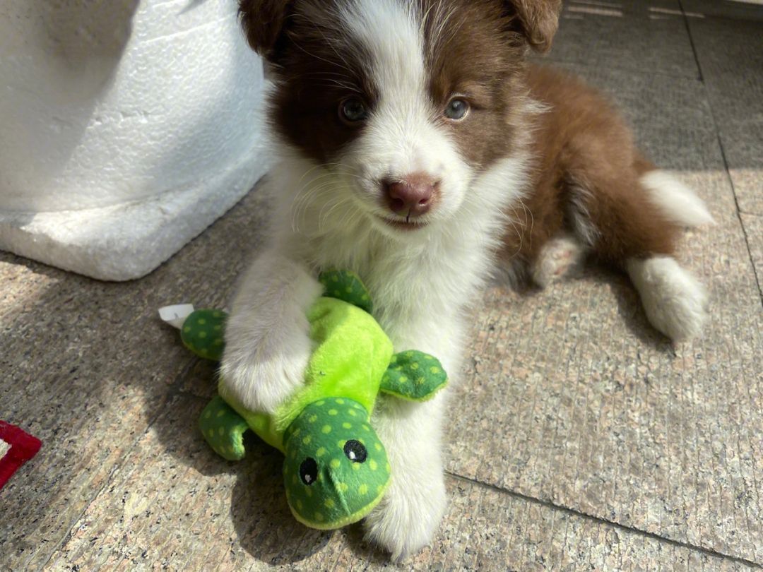 狗边境牧羊犬,边境牧羊犬训练的方法