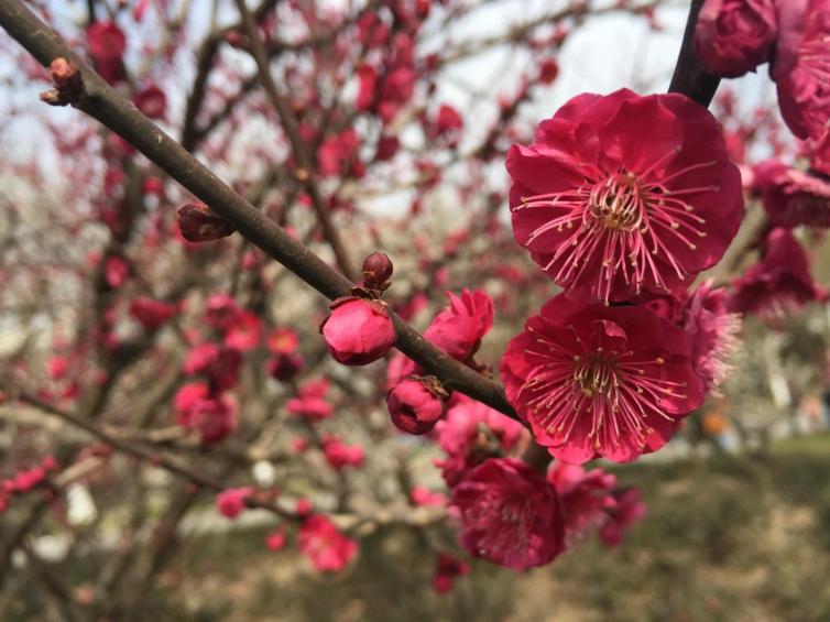上海适合春节游玩的地方,过年上海周边最有过年气氛的地方