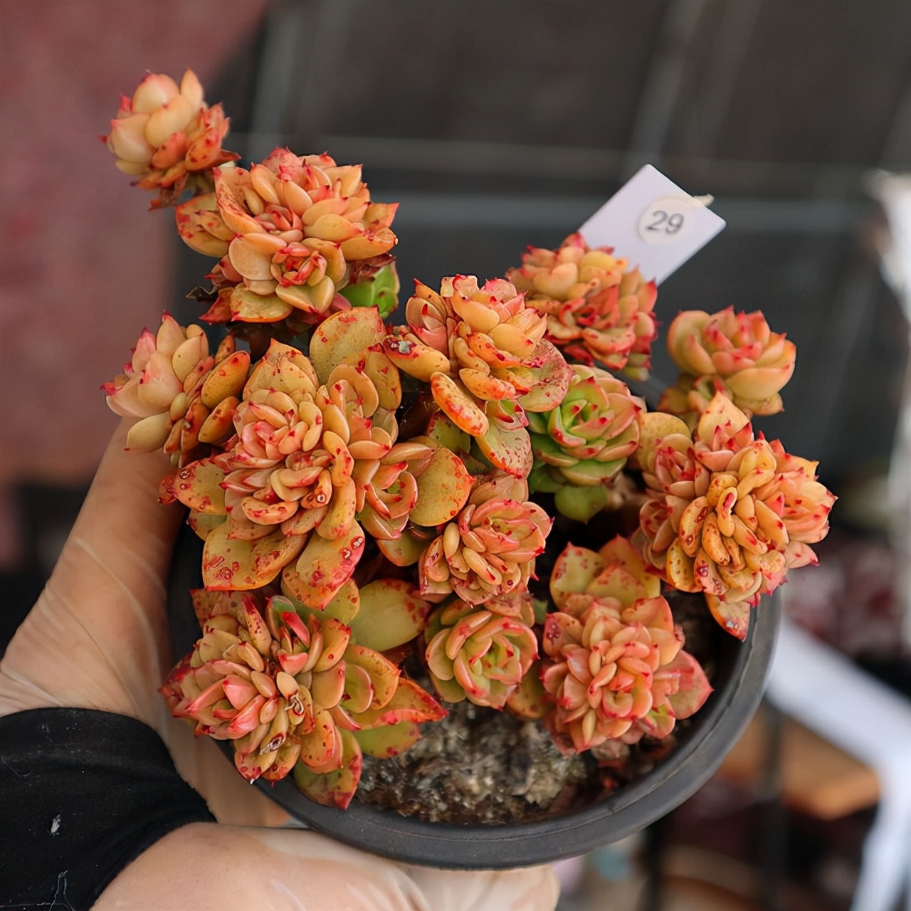 十二卷多肉的品种图鉴,100种多肉植物图片大全