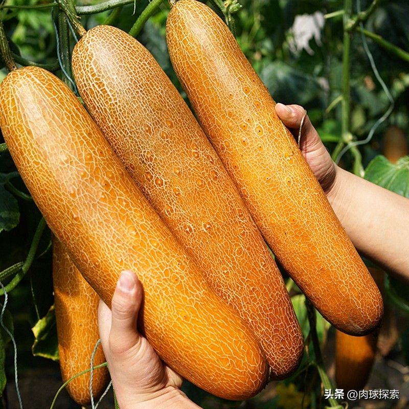 买的种子为什么不能继续再留种了？