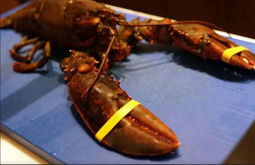 原来龙虾有这么多种你吃过哪些呢,蝲蛄和小龙虾的区别哪个好吃