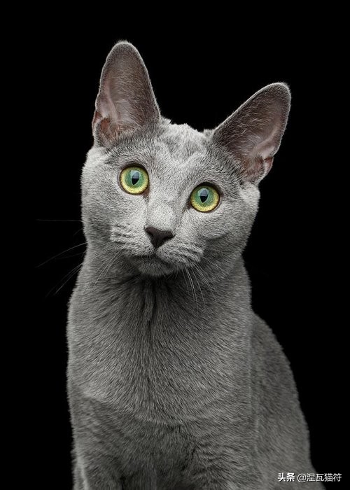 俄罗斯蓝猫法国蓝猫英国蓝猫,欧系俄罗斯蓝猫
