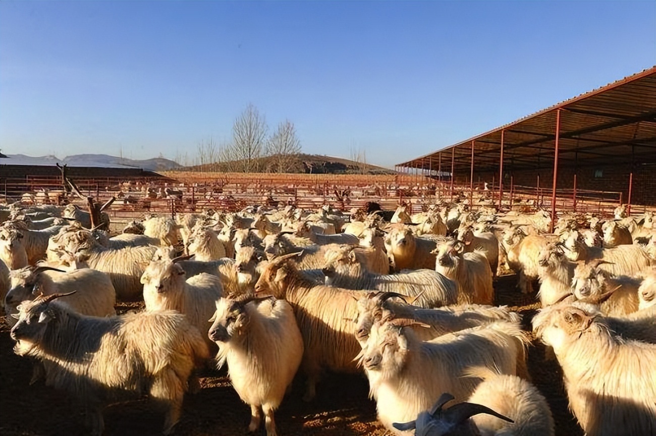 养殖羊怎么看羊长相,多少年养的羊才算老羊