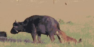 斑鬣狗为什么喜欢挖别人的坟头,斑鬣狗为什么喜欢咬骨头