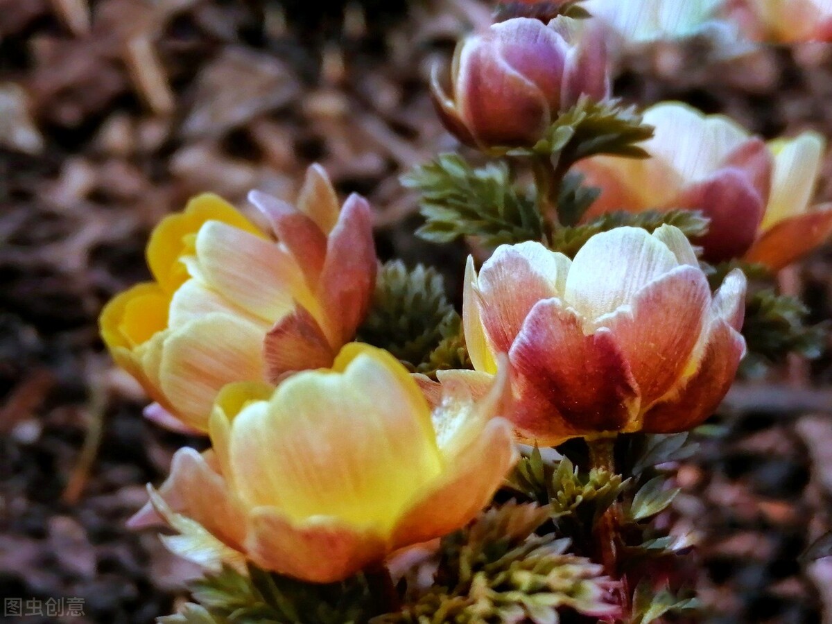 冰凌花享有林海雪莲之美称,牡丹江林海雪莲冰凌花悄然盛放