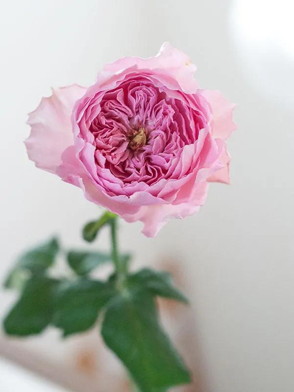 日本超微月季有几个品种,友禅系月季是什么意思