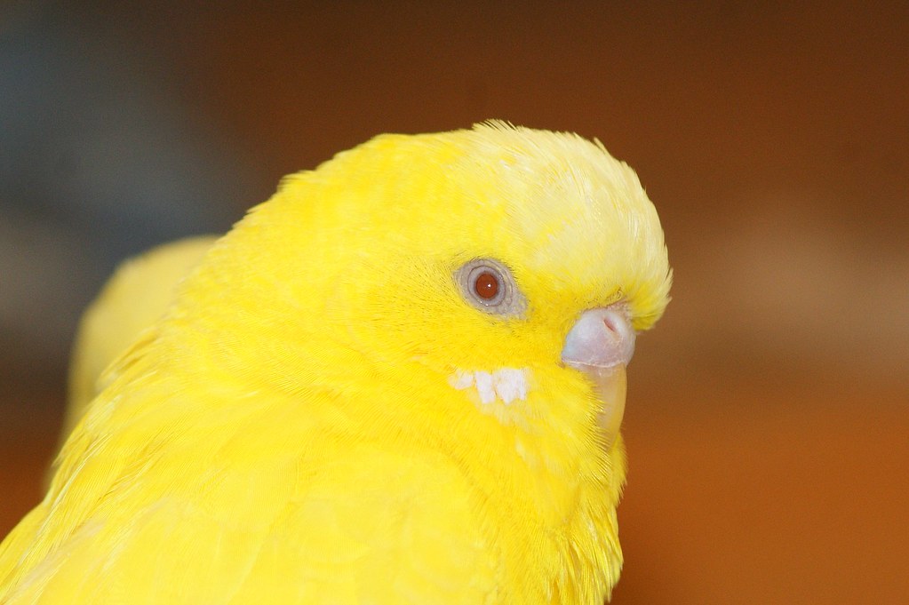 白化配黄化虎皮出什么色,白化和黄化虎皮鹦鹉能生育吗