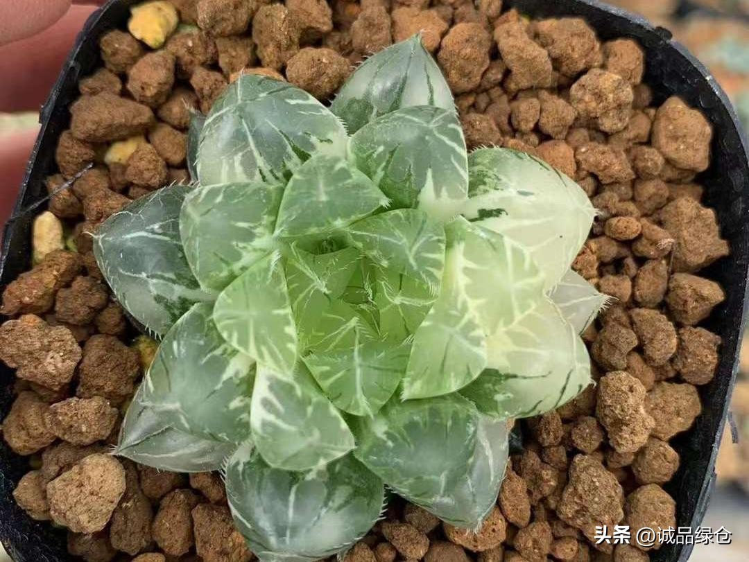 多肉植物十二卷是哪些,多肉植物十二卷名字的由来