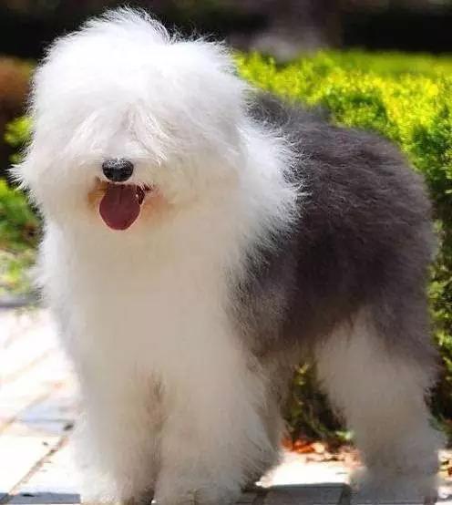 100多种名犬图片大全大图高清,100多种名犬图片大全大图