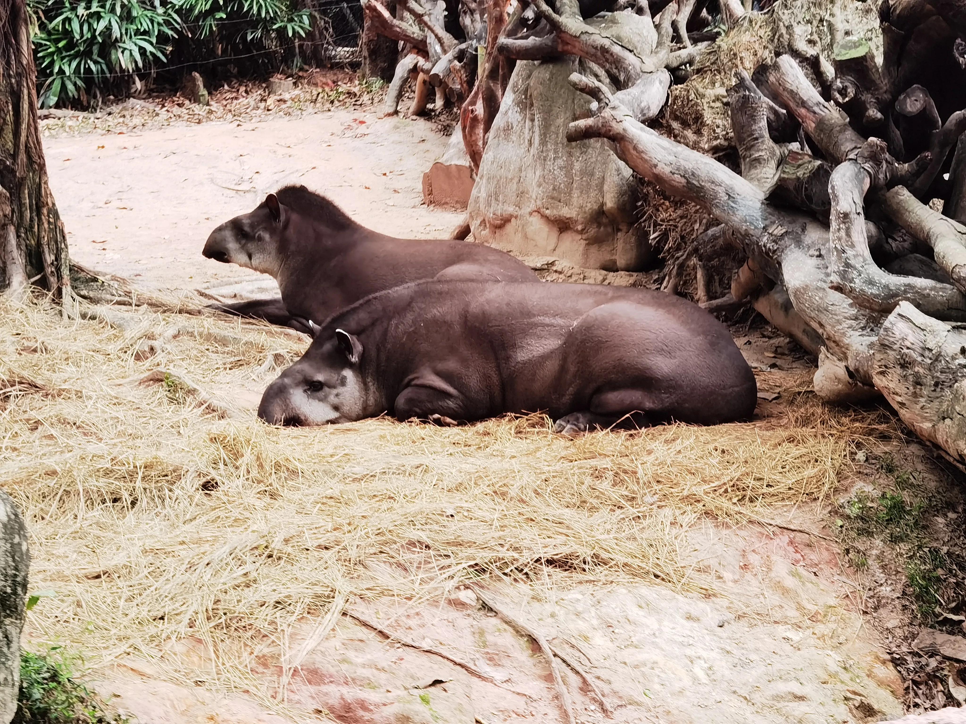 广州长隆野生动物园北门住宿,长隆野生动物园亲子游三天