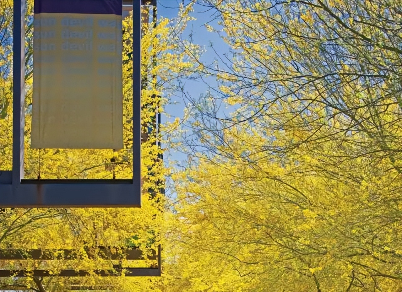 大学校园绿化设计,现代校园绿化规划设计