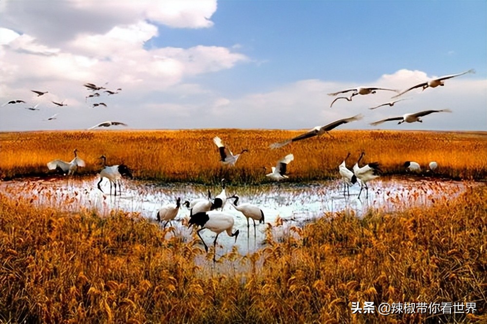 盐城最大的海边城市,盐城海岸线为何一直延伸