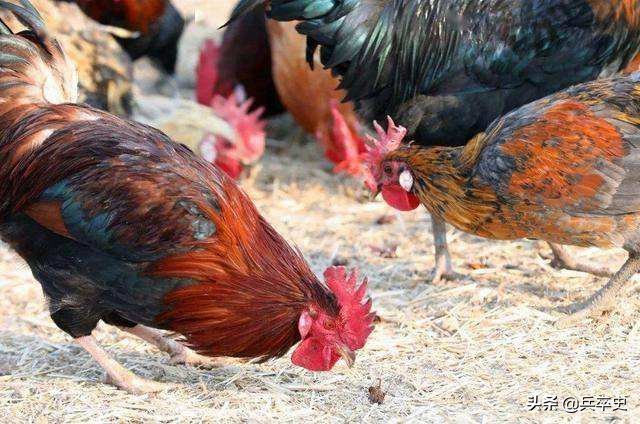 养蟑螂年入百亿,养8亿蟑螂年入百亿