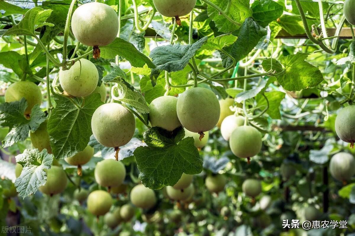 瑞红甜瓜后期大量裂瓜是怎么回事,绿宝甜瓜授粉后幼瓜裂瓜怎么解决