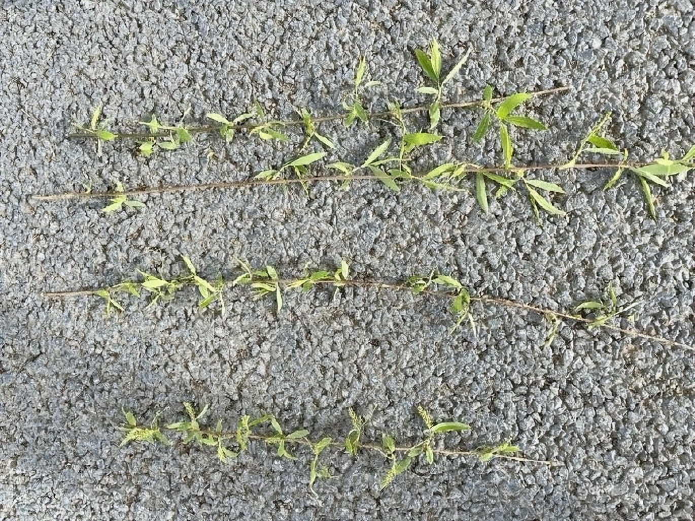 12月份园林绿化养护工作重点,元月份园林养护重点工作