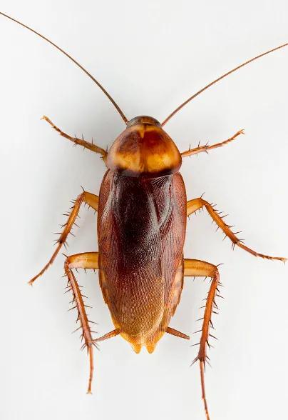 什么药可以让蟑螂彻底绝育,车上蟑螂怎么消灭最彻底