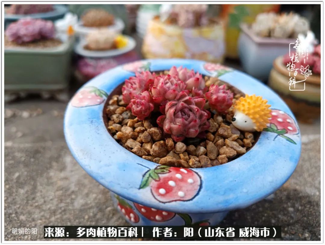 浜洪棿鐑熺伀鑷湁涓囧崈棰滆壊,浜洪棿鐑熺伀鐨嗘槸骞冲嚒棰滆壊