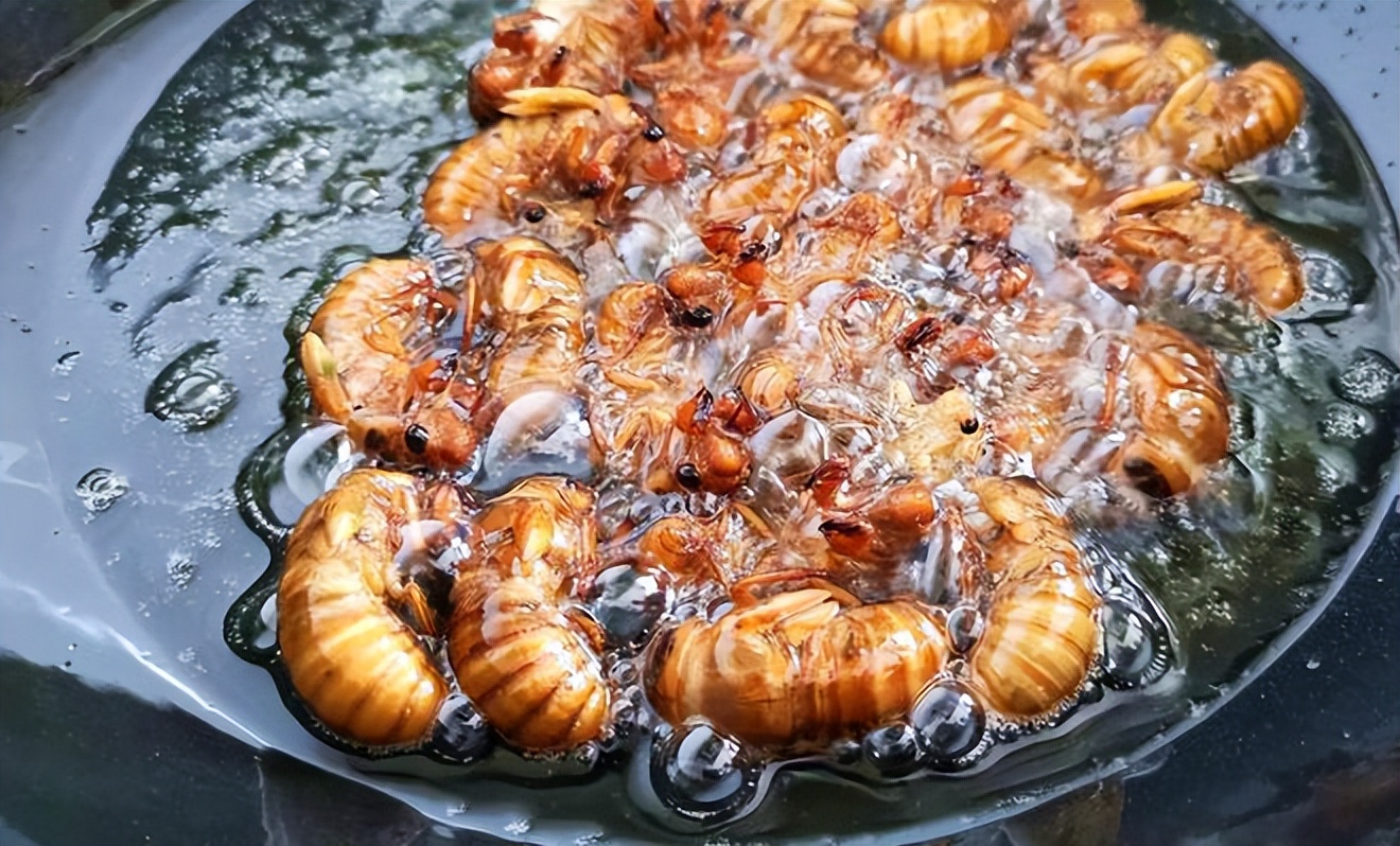 丽水市知了批发多少钱一斤,浙江丽水收知了多少一斤