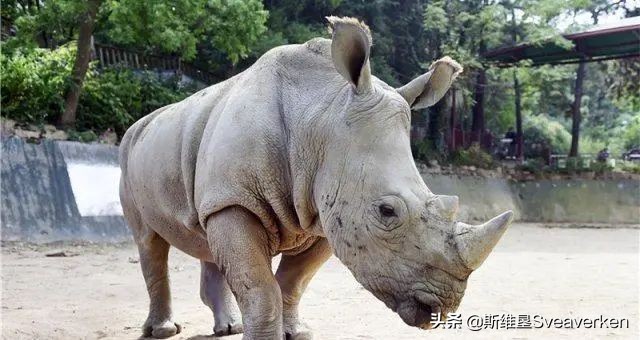 关爱动物福利，斯维垦电动牛体刷入驻南京红山动物园