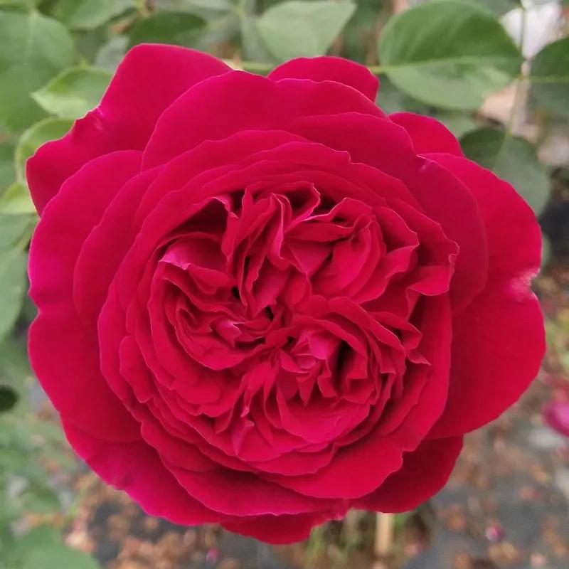 月季美图100张,妩媚动人的月季花图片