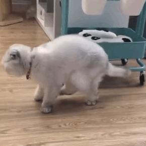 养猫一时爽撸猫火葬场,买猫一时爽养猫火葬场