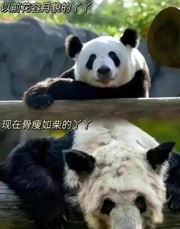 出国熊猫丫丫,熊猫福宝在国外有多欢迎