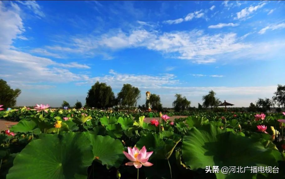 今日的白洋淀视频,现在白洋淀的情况