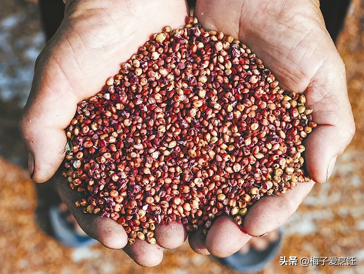 农民自酿酒设备,为什么自家酿的酒第二天这么难受