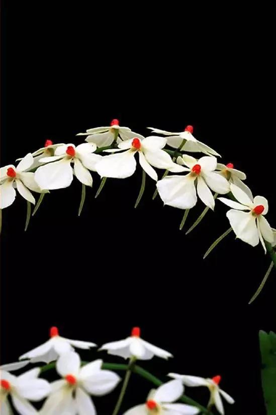 最美的100种兰花图片,欣赏一下最美的兰花