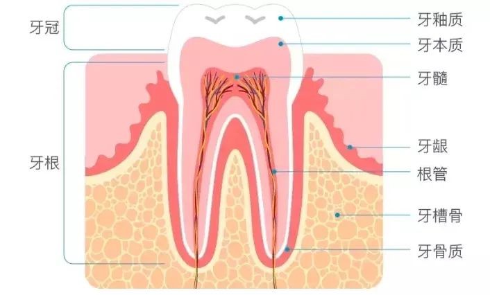 牙齿变黄怎么美白,牙齿美白祛黄最简单的方法