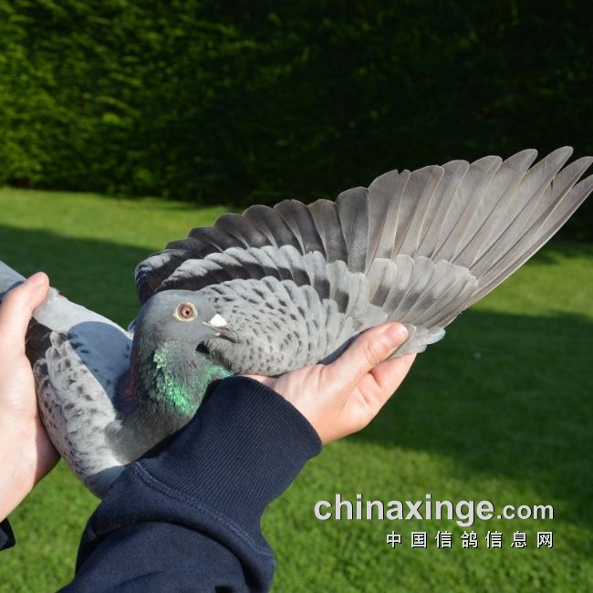 万里挑一的获奖者图片,万里挑一比赛视频