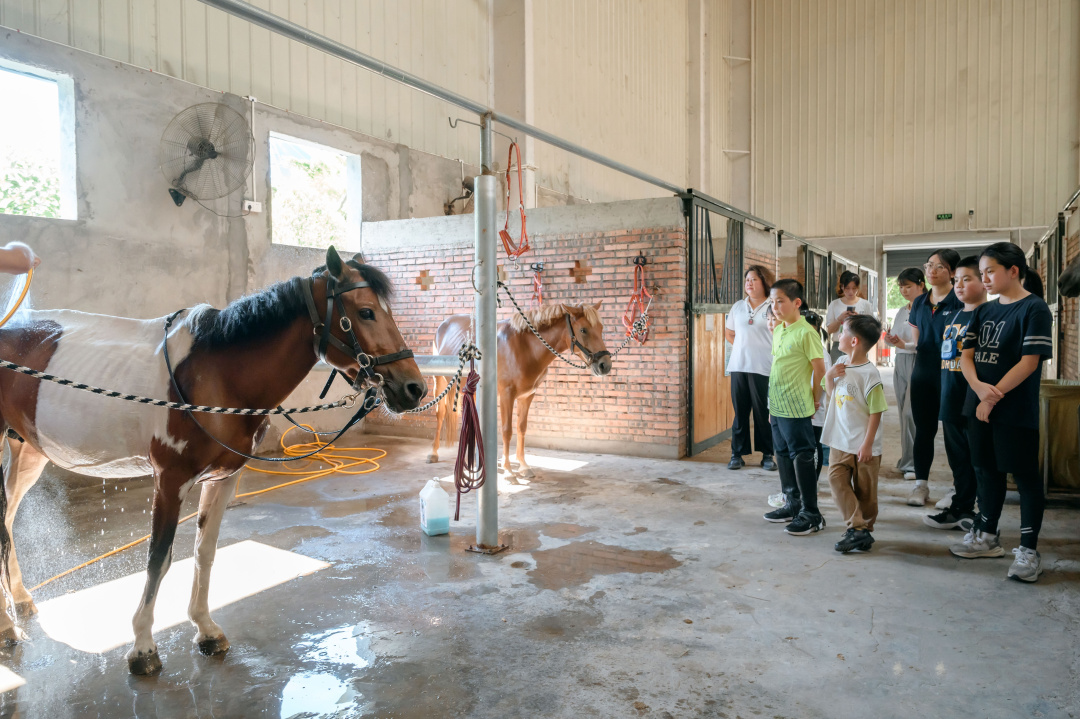 马儿和人互动安全视频,马儿玩耍注意事项