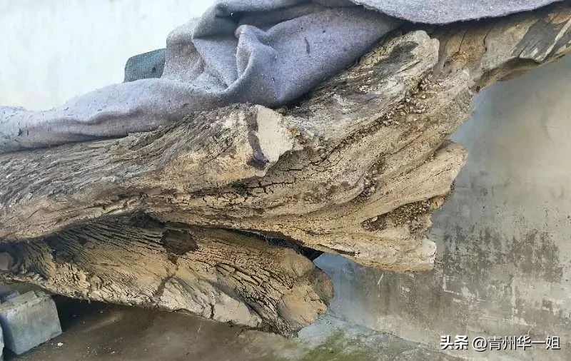 顶级金丝楠乌木有收藏价值吗,金丝楠阴沉木乌木小叶桢楠碳化木